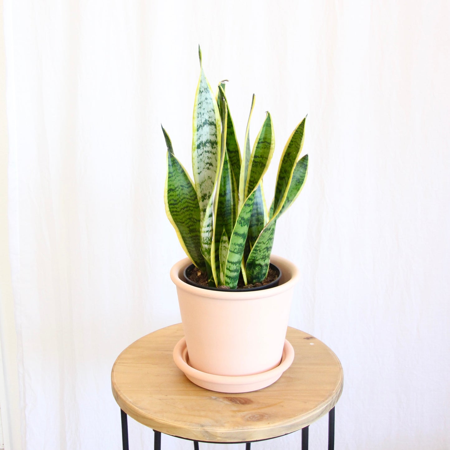 Plant Offering